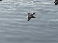 Chroicocephalus ridibundus