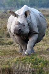 Rhinoceros unicornis