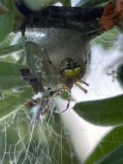Araneus albotriangulus