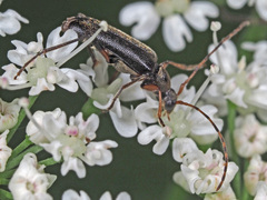 Grammoptera ruficornis