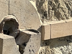 Phoenicolacerta troodica