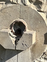 Phoenicolacerta troodica