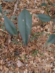 Magnolia grandiflora