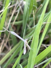Stenoptilia