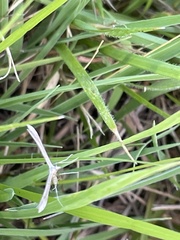 Stenoptilia