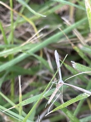 Stenoptilia