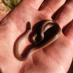 Aparallactus capensis