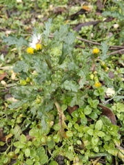 Senecio vulgaris
