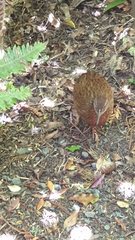 Gallirallus australis scotti