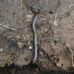 Aparallactus capensis