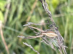 Runcinia acuminata