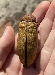 Julodimorpha bakewelli