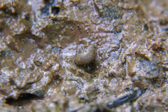 Bithynia tentaculata