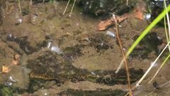 Amarinus paralacustris