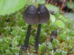 Mycena