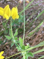 Lotus uliginosus