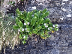 Veronica elliptica
