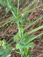 Lotus uliginosus