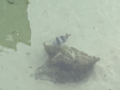 Pseudogoniistius nigripes