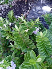 Veronica elliptica