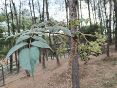 Aralia spinifolia