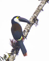 Andigena nigrirostris