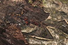 Metatrichia vesparium