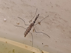 Anopheles annulipes