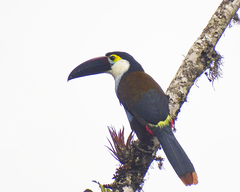 Andigena nigrirostris