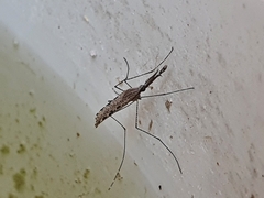 Anopheles annulipes