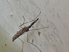 Anopheles annulipes
