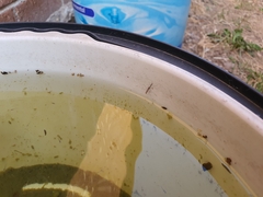 Anopheles annulipes