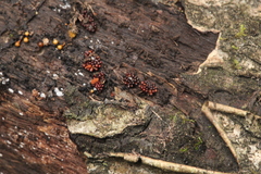 Metatrichia vesparium