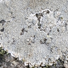 Lecanora rupicola