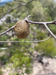 Archimantis latistyla