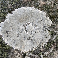 Lecanora rupicola