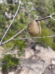 Archimantis latistyla