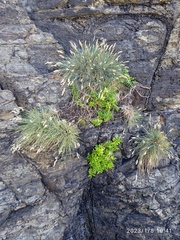 Poa astonii