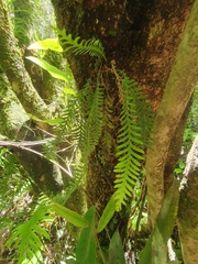 Notogrammitis heterophylla