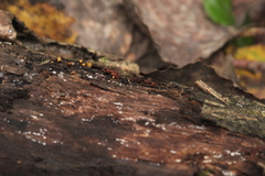 Metatrichia vesparium