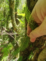 Notogrammitis heterophylla