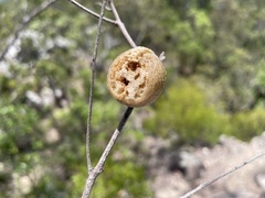 Archimantis latistyla