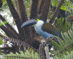 Andigena nigrirostris