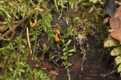 Ophiocordyceps variabilis