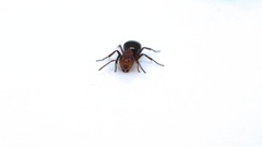 Camponotus robecchii rhodesianus