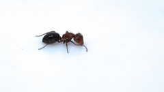 Camponotus robecchii rhodesianus