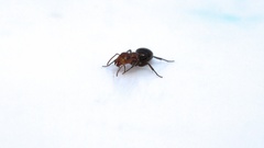 Camponotus robecchii rhodesianus