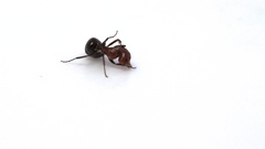 Camponotus robecchii rhodesianus