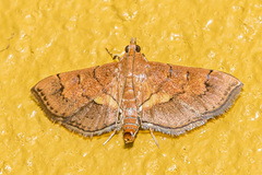Syngamia latimarginalis