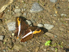 Adelpha corcyra